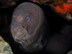 Gymnothorax unicolor