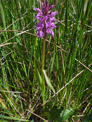 Dactylorhiza traunsteinerioides
