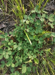 Trifolium repens