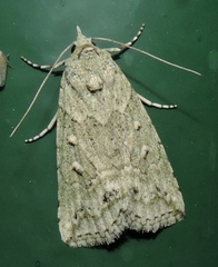Calathusa basicunea