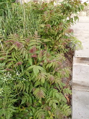 Ailanthus altissima