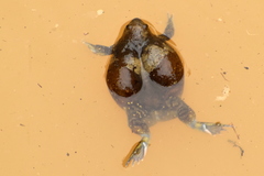 Uperodon globulosus