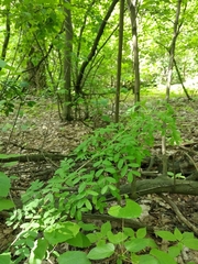 Caragana arborescens