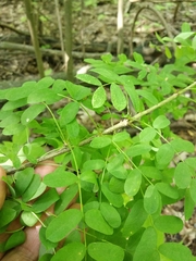 Caragana arborescens