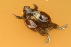 Uperodon globulosus