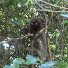 Plecturocebus donacophilus