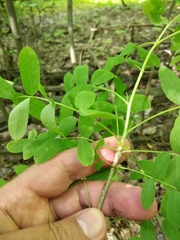 Caragana arborescens
