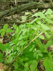 Caragana arborescens