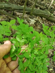 Caragana arborescens