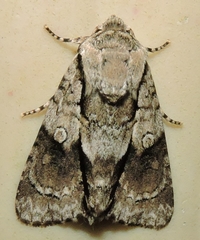 Turnerinycta phaeocosma