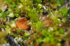 Lamprospora miniata