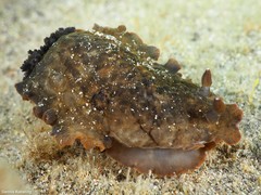 Dendrodoris temarana
