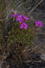 Oxalis droseroides