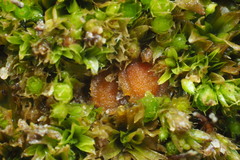 Lamprospora miniata