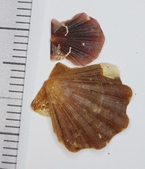 Flexopecten flexuosus