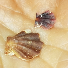 Flexopecten flexuosus