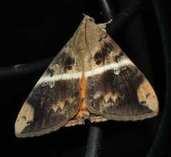 Oxyodes tricolor