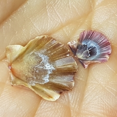 Flexopecten flexuosus