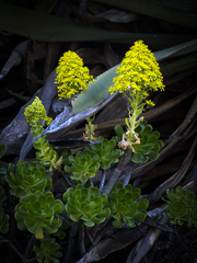 Aeonium arboreum