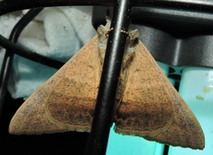 Oxyodes tricolor