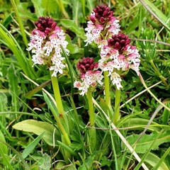 Neotinea ustulata ustulata