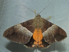 Oxyodes tricolor