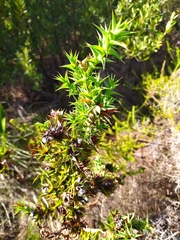 Aspalathus cordata