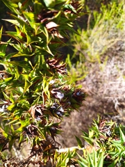 Aspalathus cordata