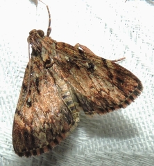 Salma cinerascens