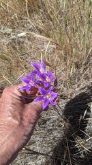 Brodiaea elegans elegans