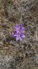 Brodiaea elegans elegans
