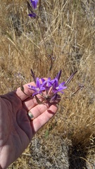 Brodiaea elegans elegans