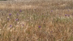 Brodiaea elegans elegans