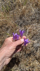 Brodiaea elegans elegans