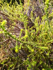 Cullumia setosa