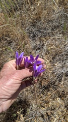 Brodiaea elegans elegans