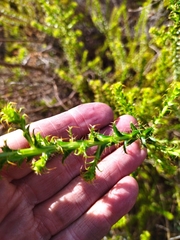 Cullumia setosa