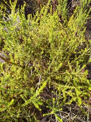 Cullumia setosa