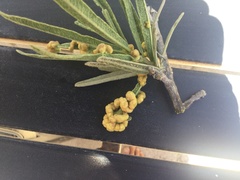 Forchhammeria watsonii