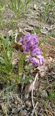 Oxytropis borealis