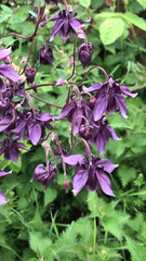 Aquilegia atrata
