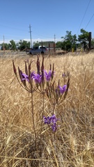 Brodiaea elegans elegans