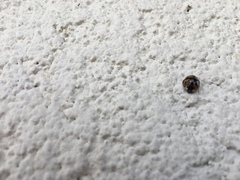 Harmonia axyridis