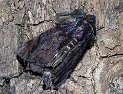 Catephia linteola