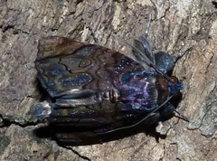 Catephia linteola