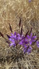 Brodiaea elegans elegans