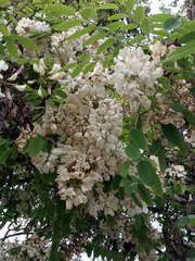 Robinia pseudoacacia