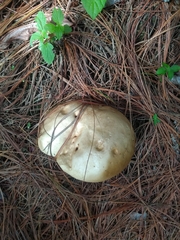 Suillus granulatus
