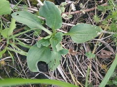Plantago major