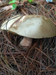 Suillus granulatus